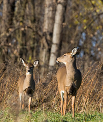 white tailed deer in autumn 