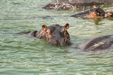 Angry hippo in Uganda Africa