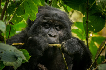 Female mountain gorilla in Bwindi Impenetrable Forest Uganda