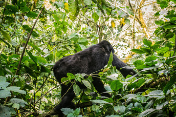 Female mountain gorilla in Bwindi Impenetrable Forest Uganda