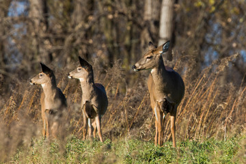 white tailed deer in autumn 