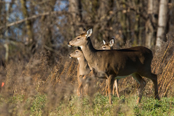 white tailed deer in autumn 