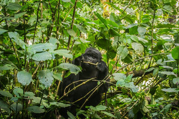 Female mountain gorilla in Bwindi Impenetrable Forest Uganda