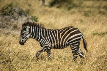 Fototapeta na wymiar Zebras in Uganda Africa