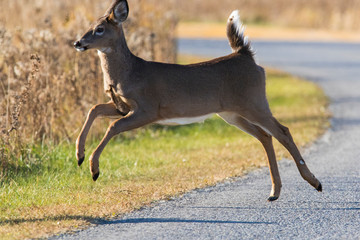 white tailed deer crossing the road