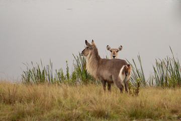 Naklejka na ściany i meble Beautiful and sweet female waterbucks in south african safari