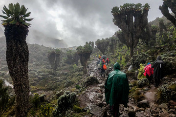 Wanderer auf dem Weg zum Gipfel des Kilimanjaro, durchqueren einen Wald von Senecios