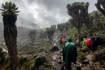 Papier peint adhésif Kilimandjaro Promeneurs sur le chemin du sommet du Kilimandjaro, traversant une forêt de senecios