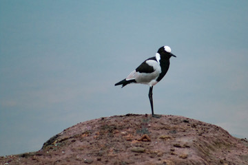 Beautiful and proud male waterbuck with big antlers in african bush