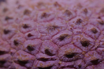 Lychee Peel at Maximum super Macro Magnification