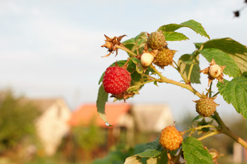 Branch of raspberry on bush with red ripe and unripe berries, copy space