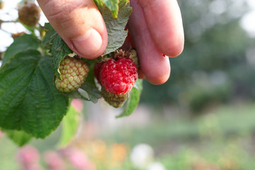 Hand gather raspberries on a bush. Close up of raspberry cane. Summer garden in village. Growing berries harvest at farm