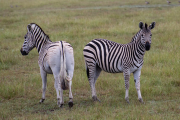 Fototapeta na wymiar Zebras in the african bush: safari photography
