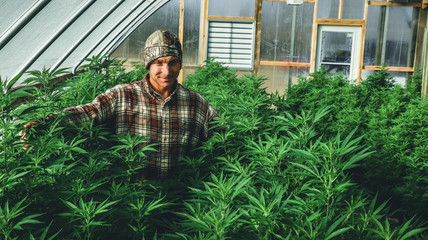 Farmer poses with plants in his hemp greenhouse.