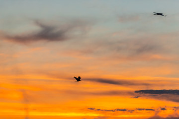Fototapeta na wymiar bird at sunset