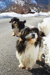 two little dogs on the road