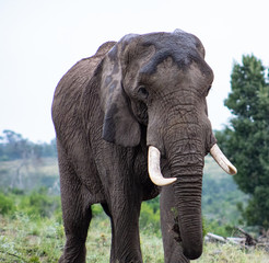 Fototapeta premium African elephant close up; safari photography