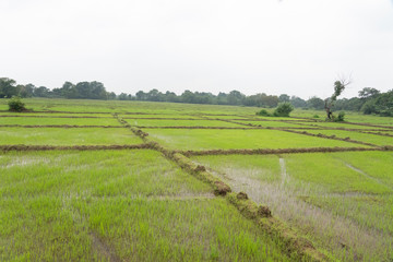 Rural landscape with rice field