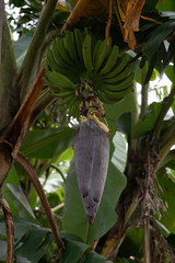 bunch of bananas on palm tree