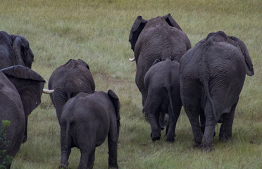 African elephants walking in group in the african bush