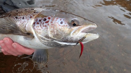 Atlantic Salmon with 