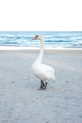 Swan, beach and water