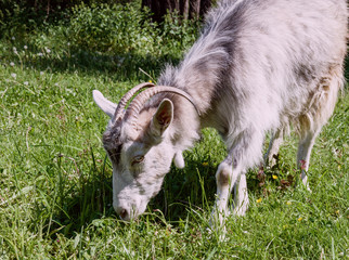 Obraz premium light goat with horns on pasture