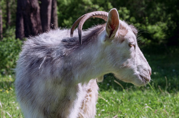 Fototapeta premium light goat with horns on pasture