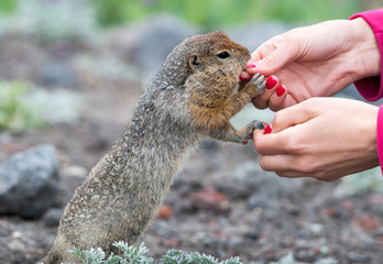 Beringian gopher takes a treat from the hands of a woman