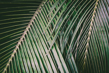 Background picture of a close up of green palm leaves in a jungle like style.