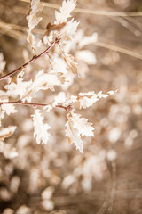 gray cat mackerel is walking in the woods