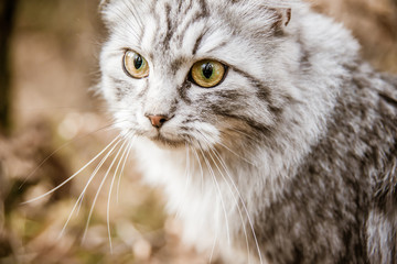 gray cat mackerel is walking in the woods