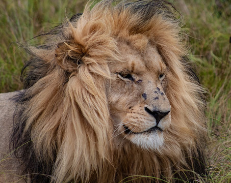 The lion king: beautiful male lion, close up of head and mane