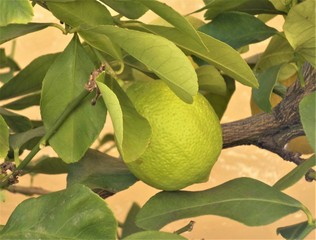 Lemon fruit growing on a tree in the garden in early spring. close-up