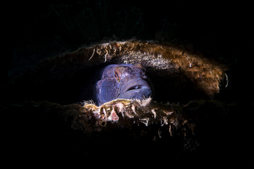 Il guardiano delle uova