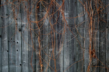 Ivy branches without leaves on the background of old boards.Shooting in winter.