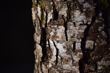 bark of a tree, nature and environment concept with negative space