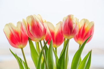 Bouquet of red tulips on white background - flower composition