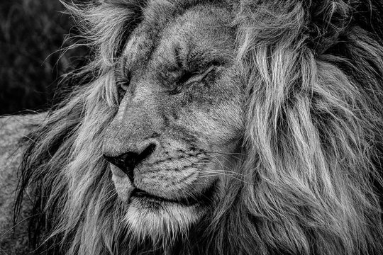The lion king: profile portrait of head and flowing mane