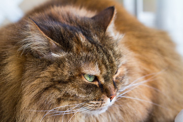 Brown mackerel cat with long hair. Siberian pet of livestock, hypoallergenic animal