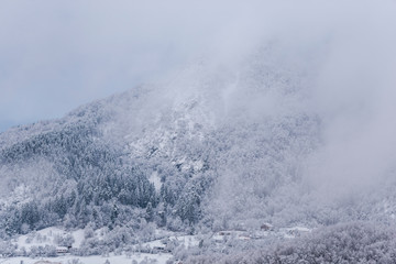Winter landscape