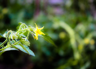 A tomato plant blooming against the blurred surface