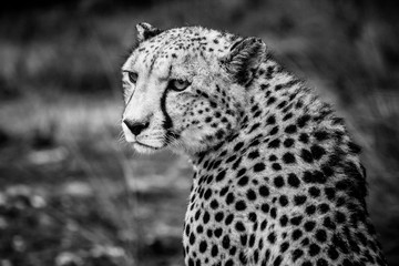 Fototapeta na wymiar African Safari: a beautiful cheetah in the african bush; close up of head