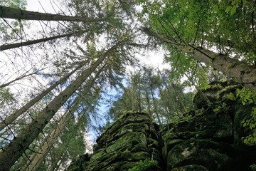 Fototapeta premium Klammleiten Wanderung bei Grein in Österreich