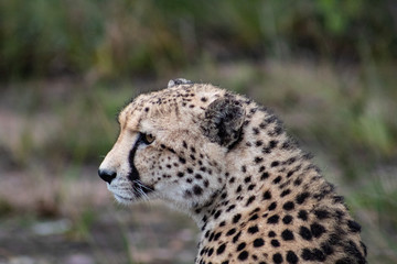 Naklejka na ściany i meble African Safari: a beautiful cheetah in the african bush; close up of head