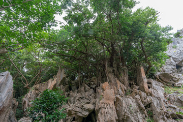 Fototapeta na wymiar 巨石とジャングル