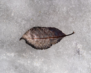 A beautiful fallen leaf sits on melting ice on a warm sunny day in early spring