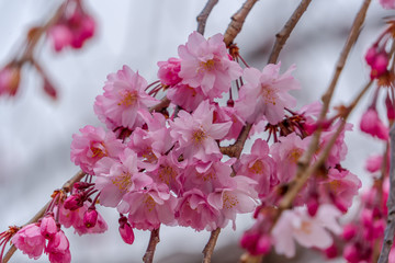 Cherry Blossoms