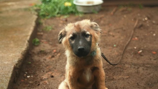 Happy puppy barking and waving his tail