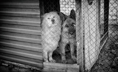 Sad dog shepherd and husky behind the fence. Dramatic black and white photo